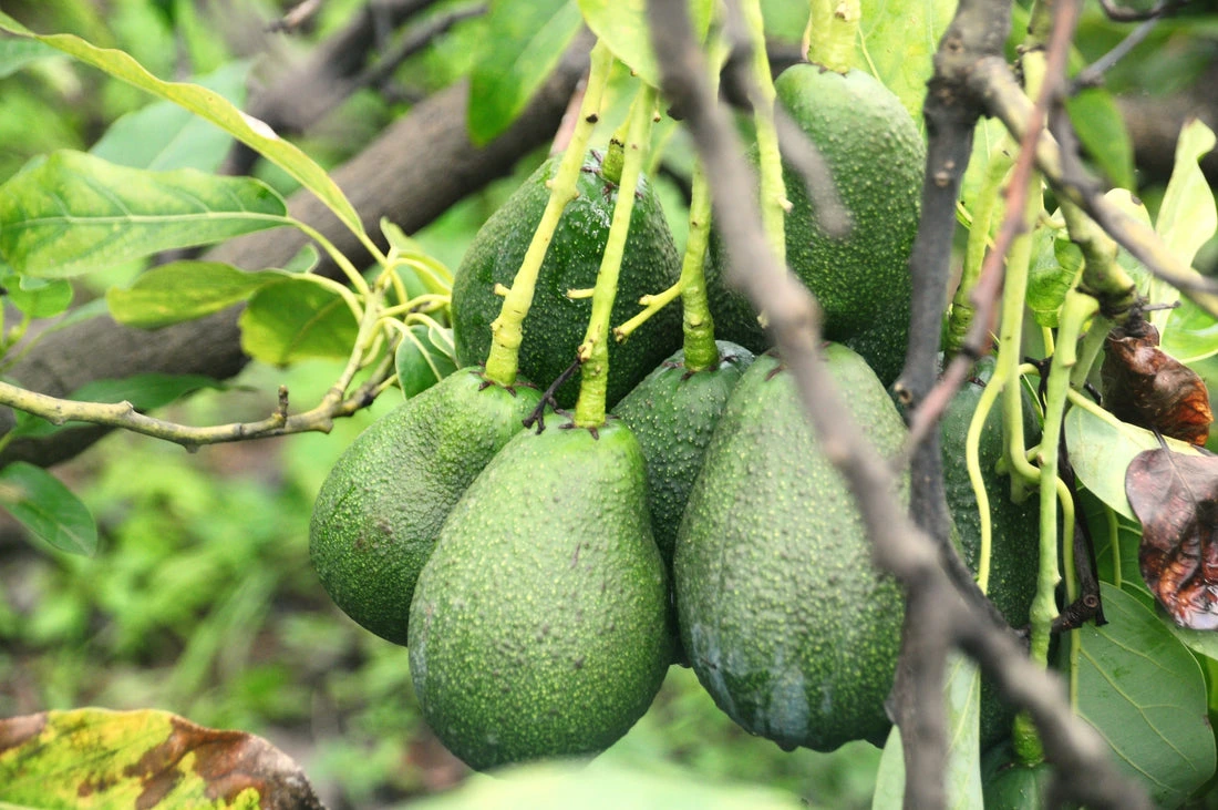 Fresh Avocado mandi bhav and fruit price in Jodhpur, Rajasthan