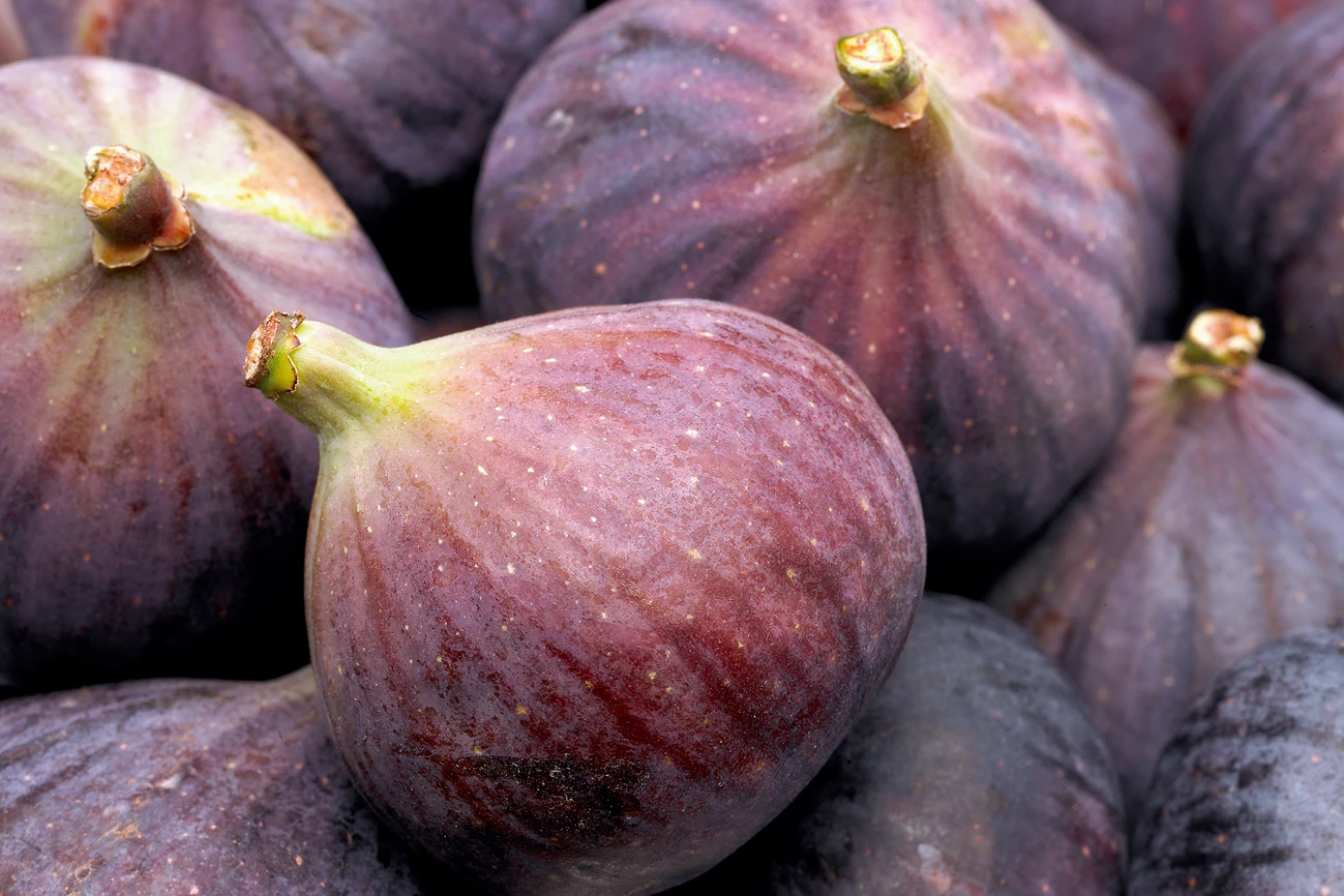 Fresh Fig mandi bhav and fruit price in Udaipur, Rajasthan