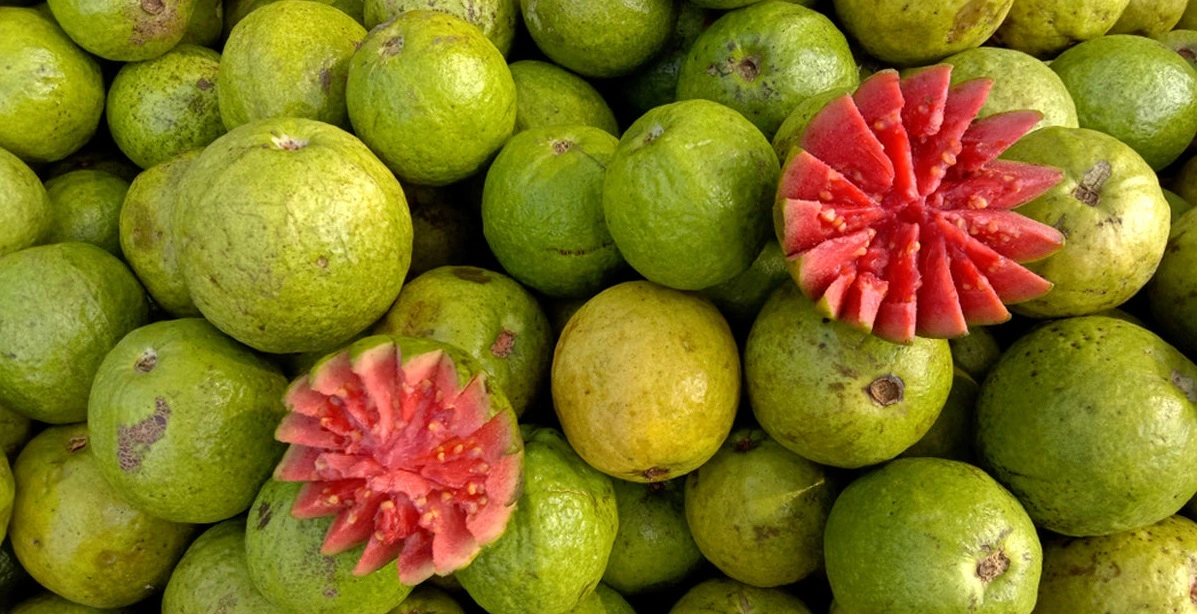 Fresh Guava mandi bhav and fruit price in Ajmer, Rajasthan