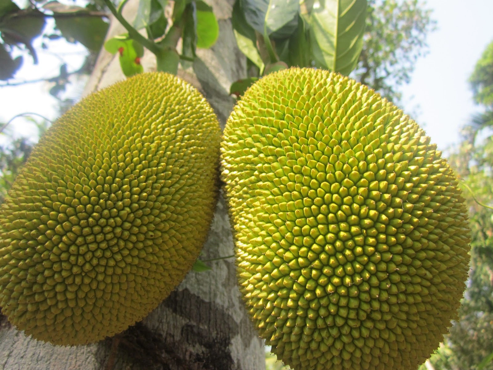 Fresh Jackfruit mandi bhav and fruit price in Kota, Rajasthan