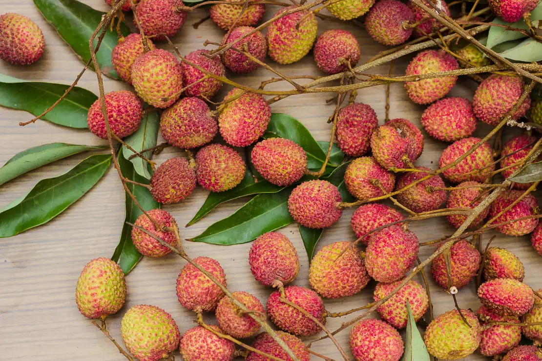 Fresh Litchi mandi bhav and fruit price in Ajmer, Rajasthan