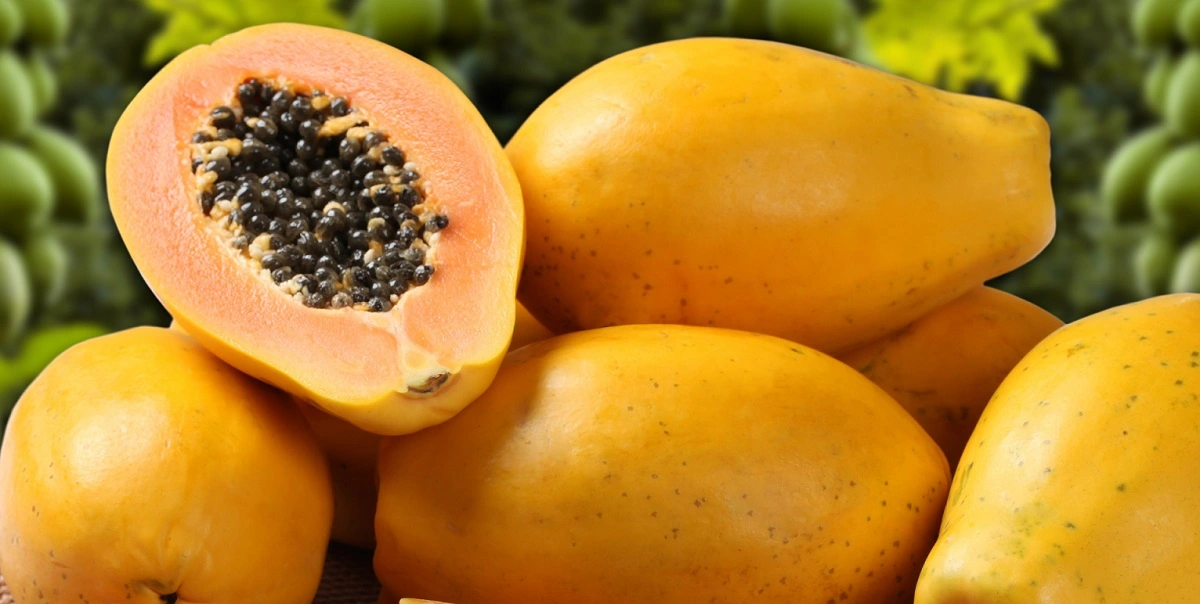 Fresh Papaya mandi bhav and fruit price in Bikaner, Rajasthan