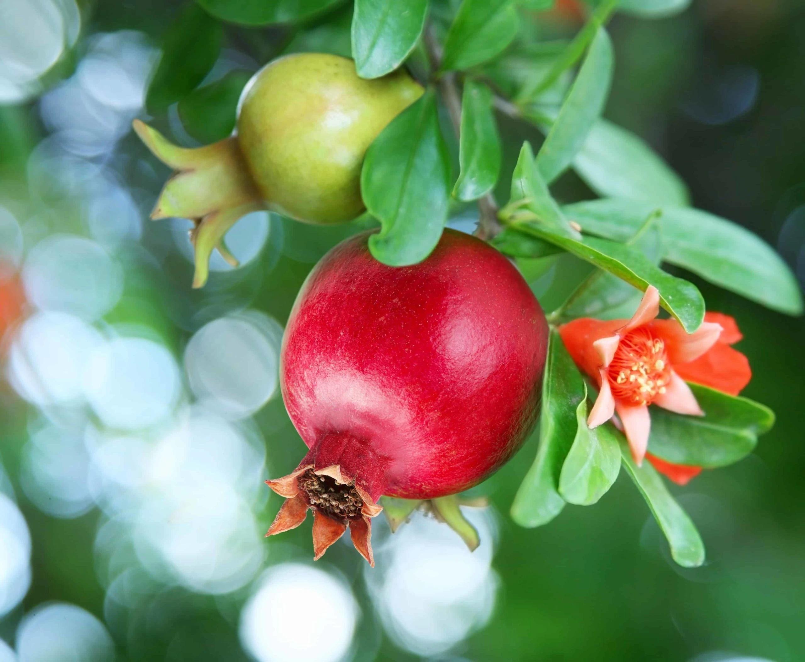 Fresh Pomegranate mandi bhav and fruit price in Bikaner, Rajasthan